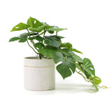 Decorative Ceramic Bowl Potted Artificial Monstera Plant 30cm V77-751890127