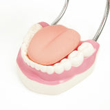 Dental Tooth Brushing Model Teeth Care V63-842321