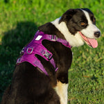 Whinhyepet Harness Purple XL V188-ZAP-YH-1807-18-PURPLE-XL