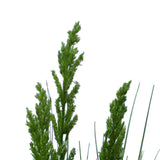 Flowering Native Grass 120 cm V77-1018921