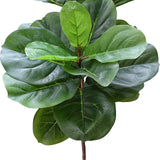 Tall Artificial Fiddle Leaf Fig 170cm V77-1016113