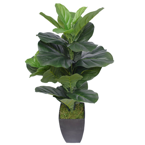 Dense Fiddle Leaf Fig Tree 70cm V77-1016121