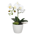 Potted Single Stem White Phalaenopsis Orchid with Decorative Pot 35cm V77-1018519