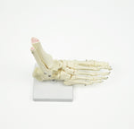 Life Size Foot Joint Anatomical Model Skeleton V63-801987