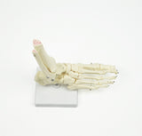 Life Size Foot Joint Anatomical Model Skeleton V63-801987