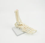 Life Size Foot Joint Anatomical Model Skeleton V63-801987