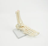 Life Size Foot Joint Anatomical Model Skeleton V63-801987