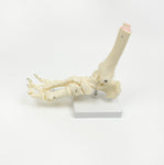 Life Size Foot Joint Anatomical Model Skeleton V63-801987